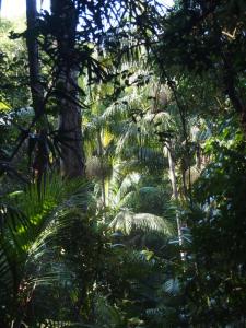 Archo forest .jpg